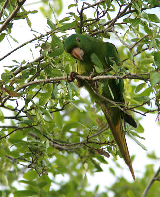 Conure180226LS09.jpg