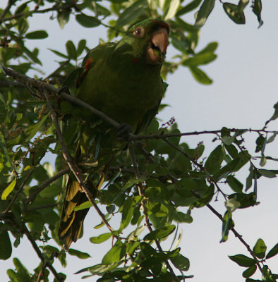 Conure180226LS10.jpg