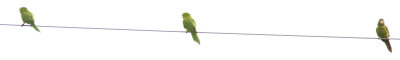 Conure180226LS18.jpg