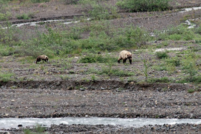 Grizzly and cub, in the Stony Hill area