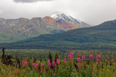 Fireweed with Chugach Mountains as backdrop