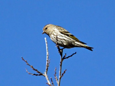 Pine Siskin