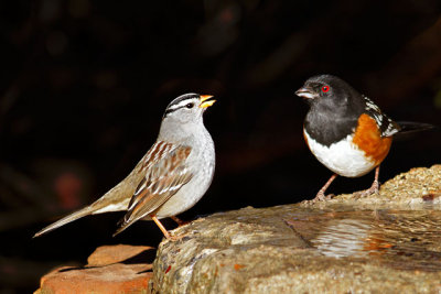 White-crowned Sparrow and Spotted Towhee