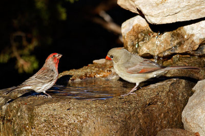 Red Finch and Northern Cardinal eyeing each other
