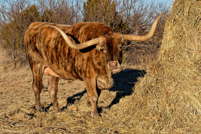 Brisket, a Texas Longhorn at the entrance to Palo Duro State Park