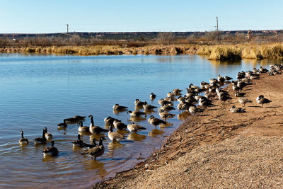 Canada Geese
