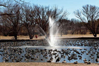 Canada Geese in Gillham Park