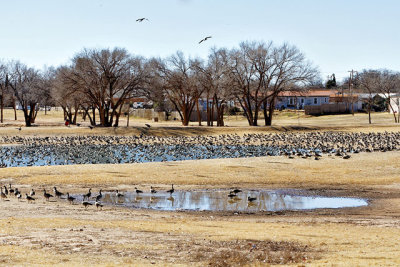 Canada Geese in Gillham Park