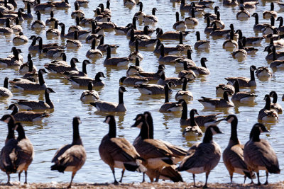 Canada Geese in Gillham Park
