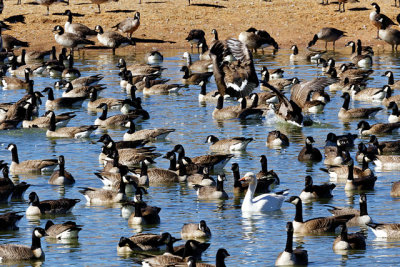 Spot the Snow Goose
