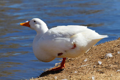 Snow Goose
