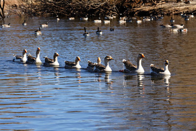 Greater White-fronted Goose