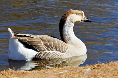 Greater White-fronted Goose
