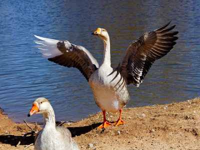 Greater White-fronted Goose