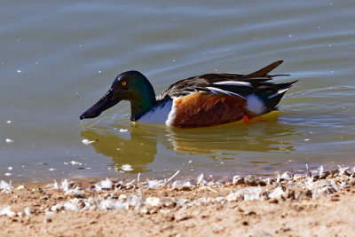 Northern Shoveler