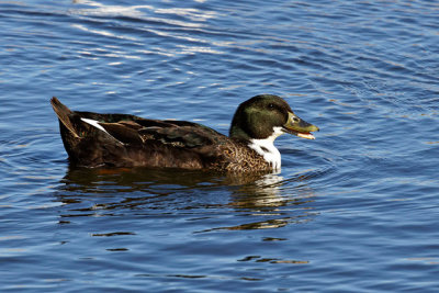 Unidentified duck