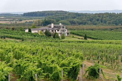 Vineyard, Chateau Grand Traverse