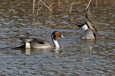 Northern Pintail
