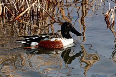 Northern Shoveler