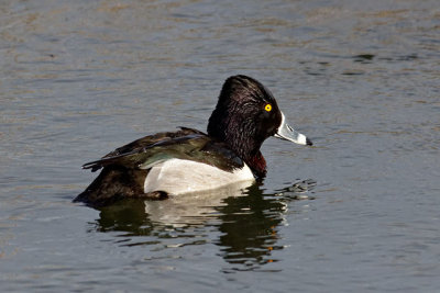 Ring-necked Duck (male)