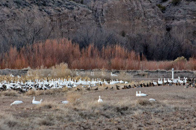 Snow Geese settling in for the night