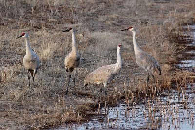 Sandhill Cranes