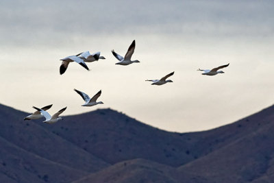 Snow Geese