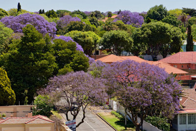 Jacarandas