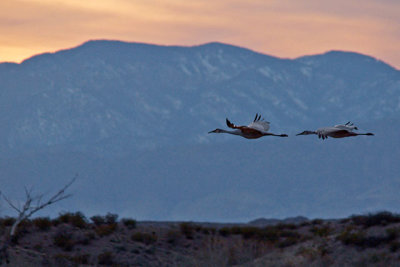 Sandhill Cranes