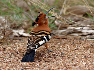 African Hoopoe