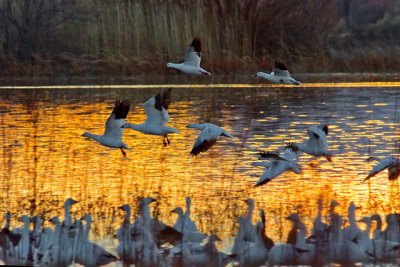 Snow Geese, on Golden Pond
