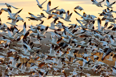 Snow Geese, lots of them
