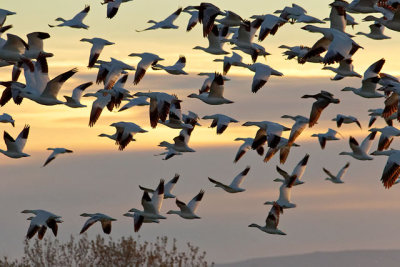 Snow Geese