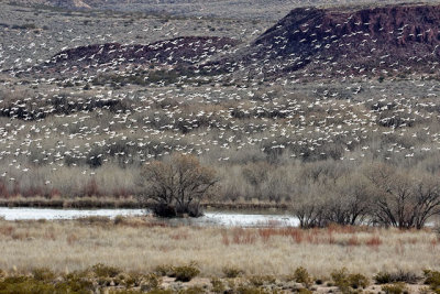 Snow Geese in flight