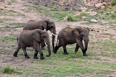 Elephant, at Mlondozi Dam