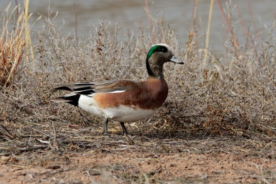 American Wigeon