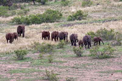 Elephant, at Mlondozi Dam