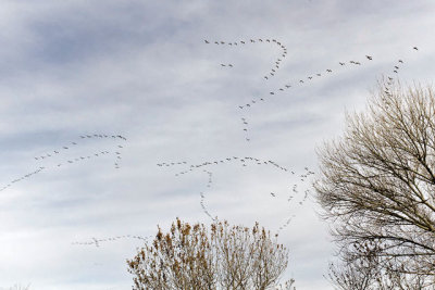 Sandhill Crane formations