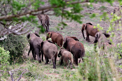 Elephant, at Mlondozi Dam