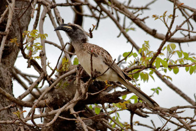 African Grey Hornbill