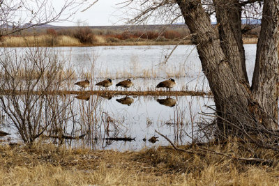 Canada Geese