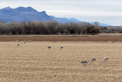 Sandhill Cranes