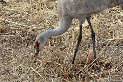 Sandhill Crane