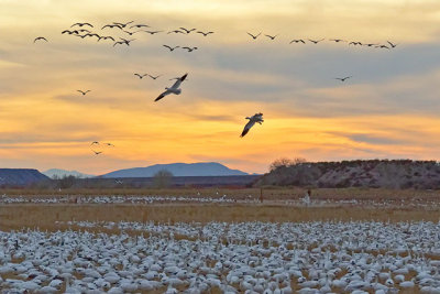 Snow Geese settling in for the night
