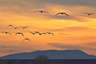 Snow Geese
