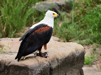 Fish Eagle