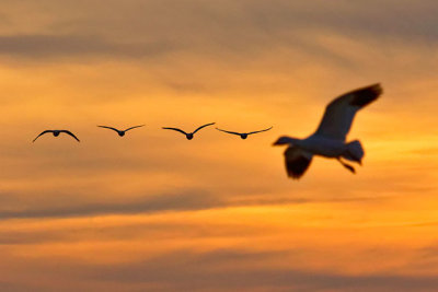 Snow Geese