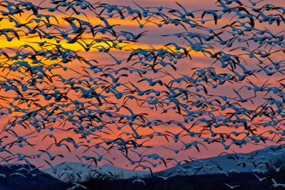 Snow Geese
