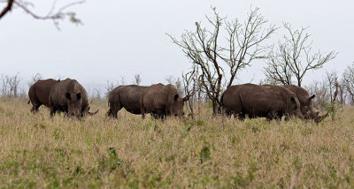 A herd of Rhino (6 of 8)