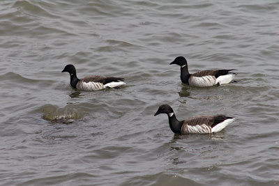 Brant geese, off Liberty Island